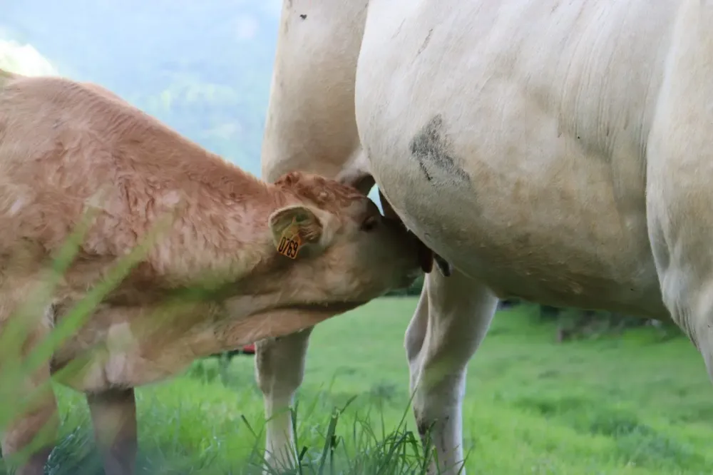 vaches