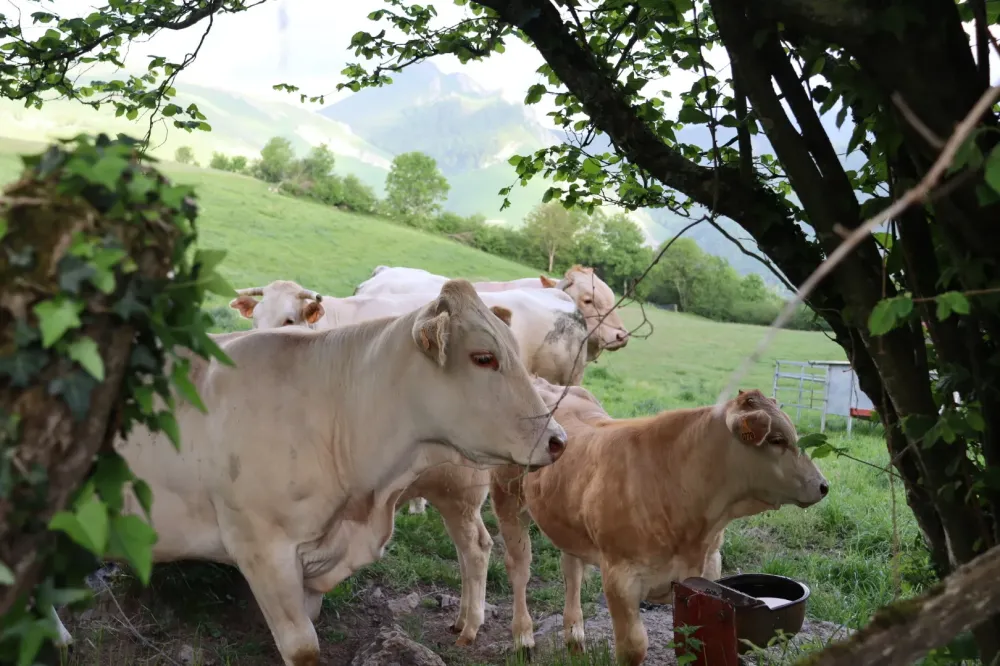 vaches (1)