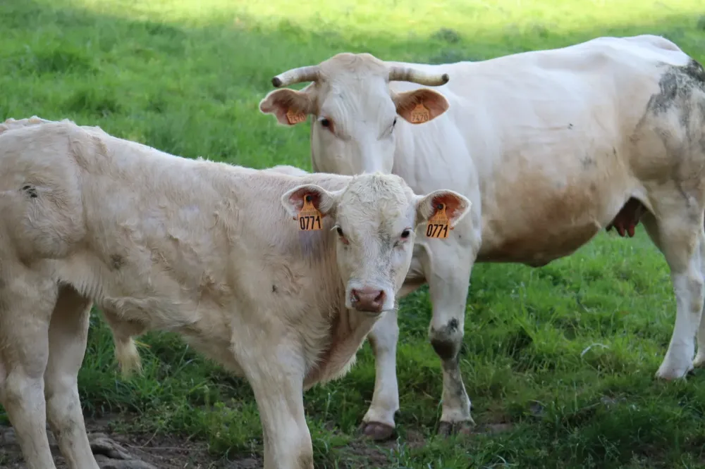 vaches (2)