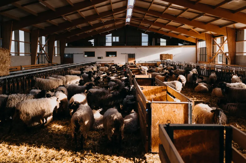 Notre ferme