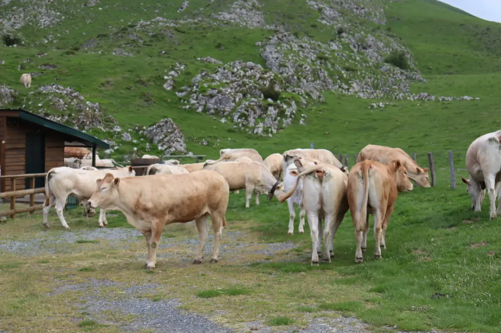 Nos vaches